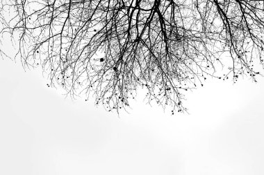 soyut arkaplan afişi - dallı beyaz ışıklar ve çınar topları, parıltılı tasarımcı için boş zemin, kartpostal