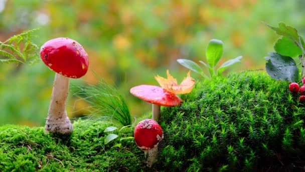 Musgo Verde Fofo Com Mosca Vermelha Agarics Folhas Outono Está — Vídeo de Stock