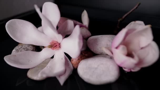 Bela Flor Magnólia Rosa Água Preta Pedras Brancas Lisas Gotas — Vídeo de Stock