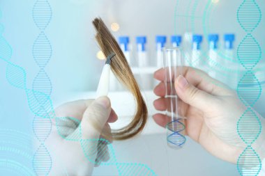 Bilim adamı saç örneğini inceliyor, genetik araştırmalar ile araştırma paketinde kıvrımlar, laboratuvar teknolojisi mavi arka plan, DNA analizi konsepti, babalık testi