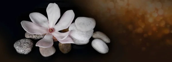 beautiful pink magnolia flower in black water, smooth white stones, concept of wellness spa treatments for the beauty of mind and body, massage, zen stone in the pool of serenity, banner, panorama