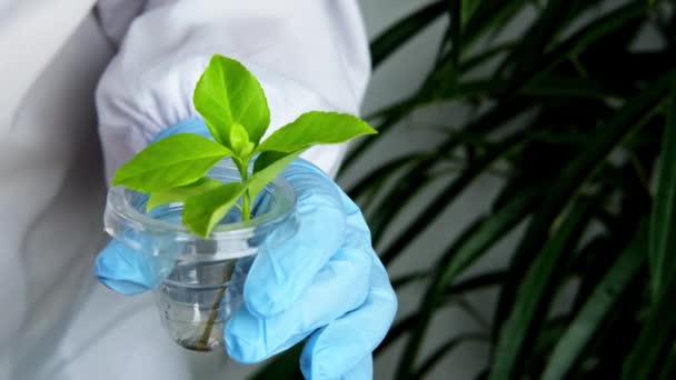 女科学家准备了一片叶子样本 供大学实验室 植物Dna 概念科学 生物实验室 专业人员 自然医学分析用 — 图库视频影像