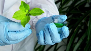Kadın bilim adamı, bir üniversite laboratuvarında analiz için bir yaprak örneği hazırlar, bitki DNA 'sı, konsept bilim, kimya, biyoloji laboratuvarı, insan profesyonelleri, doğal tıp