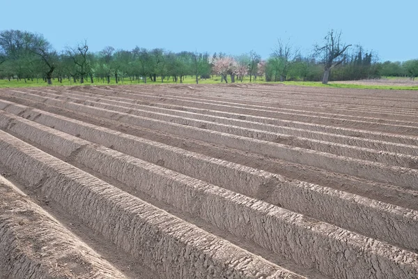 Campos Arados Plantados Com Batata Terras Agrícolas Agricultores Longas Fileiras — Fotografia de Stock