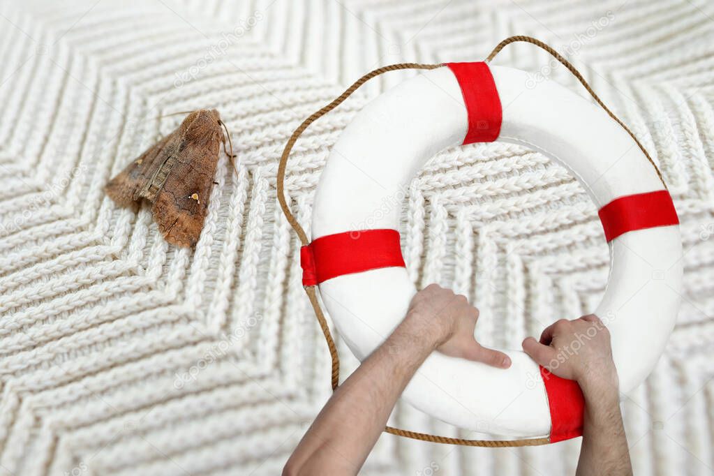 brown insect, Clothes moth, sitting on a white woolen sweater, selective focus, lifebuoy, pest concept, destruction and damage to clothes in the house