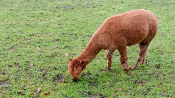 Adorável Lama Marrom Pastoreia Prado Verde Outono Inverno Apetitosamente Mastiga — Vídeo de Stock