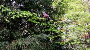 Koyu kahverengi yırtıcı kuş, akbaba Buteo buteo şehir parkına uçtu, bir ağacın ince dalına oturdu, etrafına baktı, avını aradı, kanatlarını çırptı ve uçup gitti.