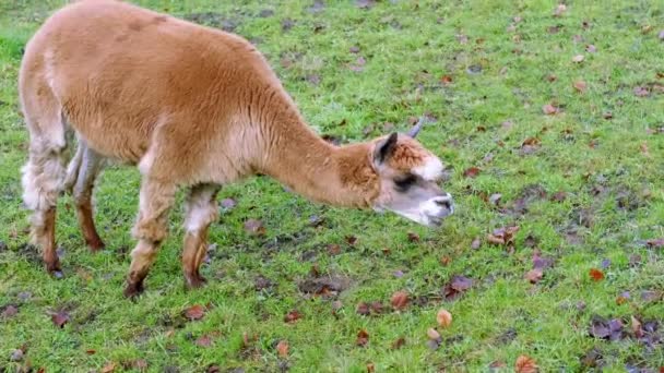 Adorables Pastos Llamas Marrones Prado Verde Otoño Invierno Mastica Apetitosamente — Vídeos de Stock