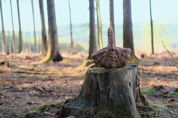 Floresta Pinheiros Taunus Montanhas Alemanha Uma Cesta Vime Está Toco — Fotografia de Stock