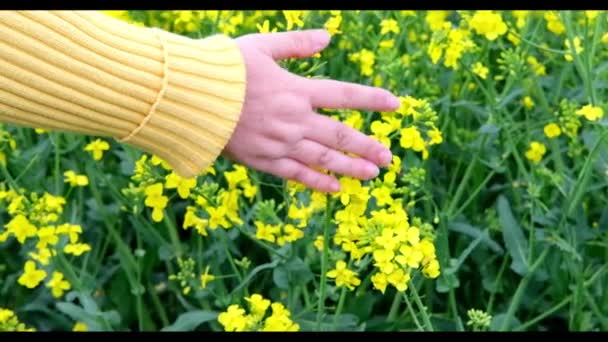 黄色の菜の花畑 女性の手 自然環境の概念 製品の植物油生産段階 メカニズム 絵葉書のためのデザイナーのための背景 — ストック動画