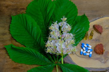 capsules, flowers and green leaves of horse chestnut, Aesculus hippocastanum, creating medicine from plants, gifts of nature, dietary supplements, concept science, natural medicine, pharmacology clipart