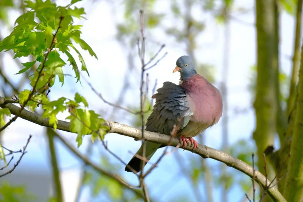 Waldtaube Waldtaube Columba Palumbus Sitzend Auf Einem Zweig Der Eiche — Stockfoto