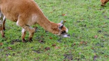 Sonbaharda, kış mevsiminde yeşil bir çayırda otlayan iki sevimli kahverengi lama, çayırda iştah açıcı bir şekilde ot çiğniyor, hayvancılık kavramı, deve yünü üretimi