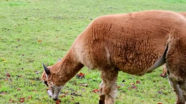 Two Adorable Brown Llama Grazes Green Meadow Autumn Winter Appetizingly — Stock Video