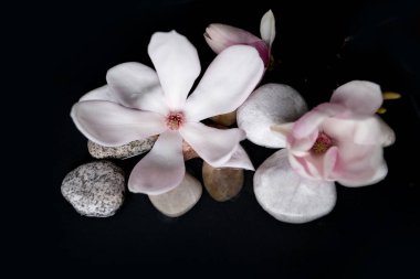 Siyah suda güzel pembe manolya çiçeği, pürüzsüz beyaz taşlar, zihnin ve bedenin güzelliği için sağlık kaplıcası konsepti, masaj, dinginlik havuzundaki zen taşı.