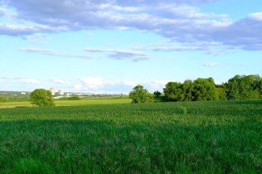Güzel yaz manzarası, bulutlu mavi gökyüzü, tarlada olgunlaşan yeşil buğday kulakları, gelecekteki hasat konsepti, ekmek üretimi, ülke ekonomisinin tarım sektörü, afiş