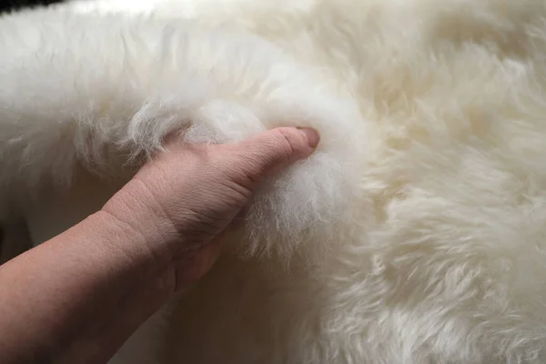 女性の手アイロン天然羊の毛皮 柔らかい毛と白い羊の皮の質感 処理の概念 より多くの製品の生産 ストレス軽減 心理的なストレス — ストック写真