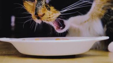 Koyu renkli evcil kedi, yerde duran evcil hayvan yiyeceğiyle birlikte beyaz bir tabaktan yer, jöle parçalarıyla ıslak yiyecekler, kedi tımarlama konsepti, evcil hayvanlara şekerle beslenme.