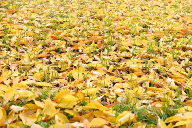 Sarı doğal desen, düşmüş yaprakların arka planı, ağaçlardan düşen altın yapraklar, yerde kaotik bir şekilde yatar, sonbahar ruh hali konsepti, mevsimsel
