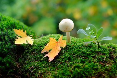 Tüylü yeşil yosun, Amanita falloides, sonbahar yaprakları, arka planda güzel bulanık doğal manzara, orman havası, yaprak düşüşü