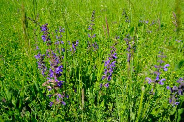 Yeşil yaz alanı, doğal, çevresel konsept, yabani çayır otlar, yabani çiçekler, doğa koruma, kartpostallar, duvar kağıtları, afiş tasarımcısı için arka plan