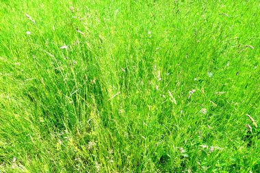 Yeşil yaz alanı, doğal, çevresel konsept, yabani çayır otlar, doğa koruma, kartpostalların tasarımcısı için arka plan, duvar kağıtları