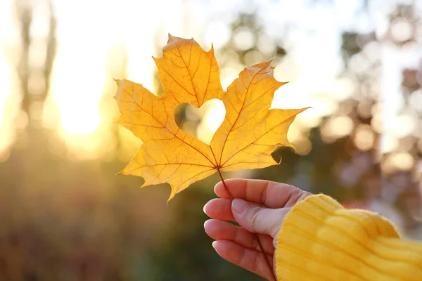 Gelbes Blatt Mit Herz Weiblicher Hand Hintergrund Aus Goldenen Blättern — Stockfoto