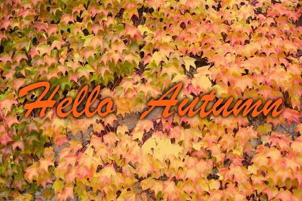 Ahoj Podzim Žlutý Přírodní Vzor Pozadí Spadlého Listí Zlaté Listy — Stock fotografie
