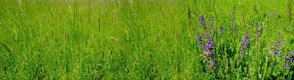 Yeşil yaz alanı, doğal, çevresel konsept, yabani çayır otlar, yabani çiçekler, doğa koruma, kartpostallar, duvar kağıtları, afiş tasarımcısı için arka plan