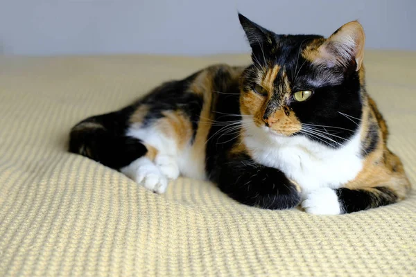 Schöne Braune Erwachsene Hauskatze Liegt Stolz Auf Dem Teppich Schaut — Stockfoto