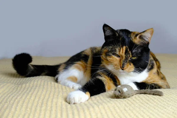 Piękny Brązowy Dorosły Kot Domowy Dumnie Leży Dywanie Rozgląda Się — Zdjęcie stockowe