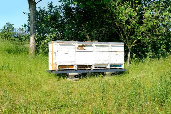 Hård Ljustre Vita Träbikupor Står Träden Sommaren Den Ljusa Solen — Stockfoto