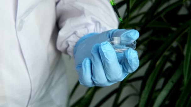 女科学家准备了一片叶子样本 供大学实验室 植物Dna 概念科学 生物实验室 专业人员 自然医学分析用 — 图库视频影像