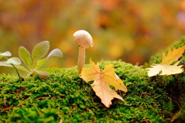 Tüylü yeşil yosun, Amanita falloides, sonbahar yaprakları, arka planda güzel bulanık doğal manzara, orman havası, yaprak düşüşü