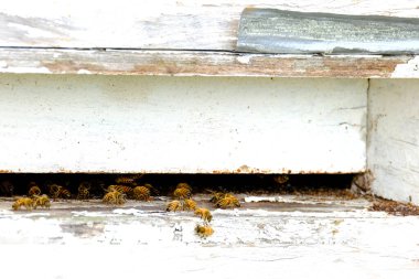 Tahta arı kovanları yaz, parlak güneş arı evlerini aydınlatıyor, böcekler toplanan bal ile eve uçuyor, arıcılık kavramı, faydalı bal elde etme, doğal ekolojik ürün