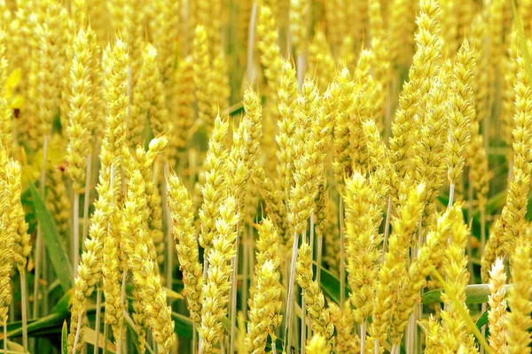 Schöne Sommerlandschaft Gelbe Grüne Reifende Ähren Auf Dem Feld Konzept — Stockfoto