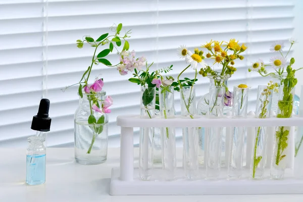 sample of plants for analysis in university laboratory, studies plant dna, concept science, chemistry, biological laboratory, people professionals, natural medicine