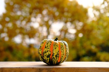 balkabağı, yapraklar, bahçede masanın üzerindeki yapraklar, güzel bulanık doğal manzara, mevsimsel konsept, sıcak sonbahar havası