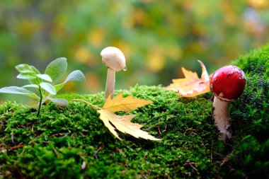 Tüylü yeşil yosun, kırmızı sinek agarikleri, Amanita phalloides, sonbahar yaprakları, arka planda güzel bulanık doğal manzara, orman havası, yaprak düşüşü konsepti