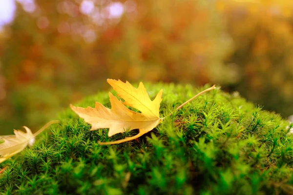 葉のあるふわふわした緑の苔 背景の美しいぼやけた自然の風景 居心地の良い秋の気分 葉の秋 デザイナーのための空白のコンセプト — ストック写真