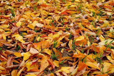 Sarı doğal desen, düşmüş yaprakların arka planı, yerde kaotik bir şekilde uzanan altın yapraklar, sonbahar havası konsepti, mevsimsel