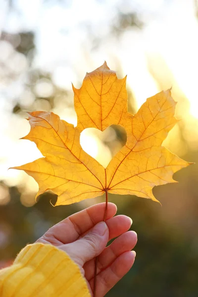 Gelbes Blatt Mit Herz Weiblicher Hand Hintergrund Aus Goldenen Blättern — Stockfoto