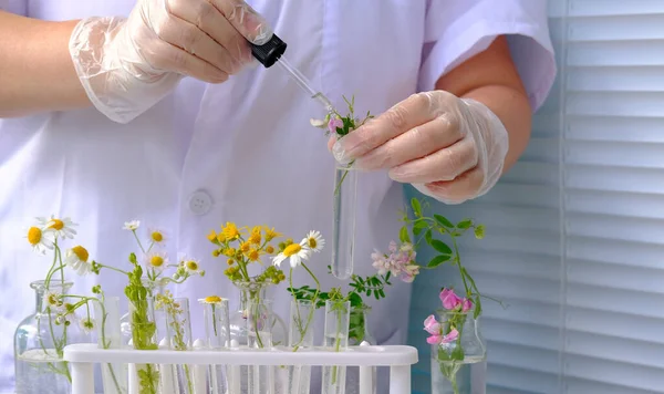 Donna Scienziato Prepara Campione Piante Analisi Laboratorio Universitario Studi Pianta — Foto Stock