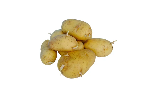 Closeup Young Sprouted Potato Long Sprouts White Isolated Background Concept — Stock Photo, Image