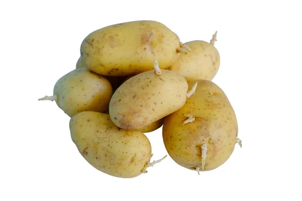 特写土豆芽长 背景白色 种植概念蔬菜种子 危险食品 — 图库照片