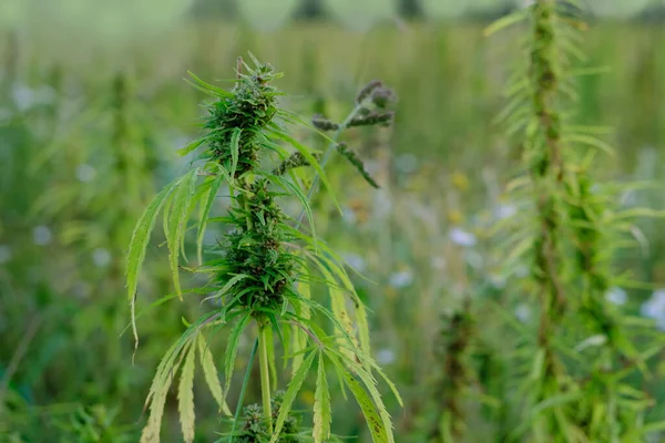 green cannabis plants growing on medical cannabis fields in Germany, concept of medical marijuana legalization, drug trafficking