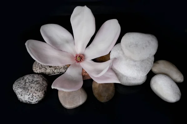 beautiful pink magnolia flower in black water, smooth white stones, concept of wellness spa treatments for the beauty of mind and body, massage, zen stone in the pool of serenity
