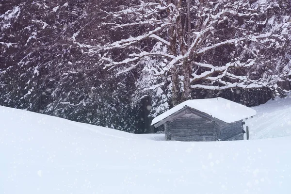 Alte Holzhütte Schnee Wunderschöne Winterlandschaft Schneebedeckte Flauschige Tannen Spaziergänge Winterlichen — Stockfoto