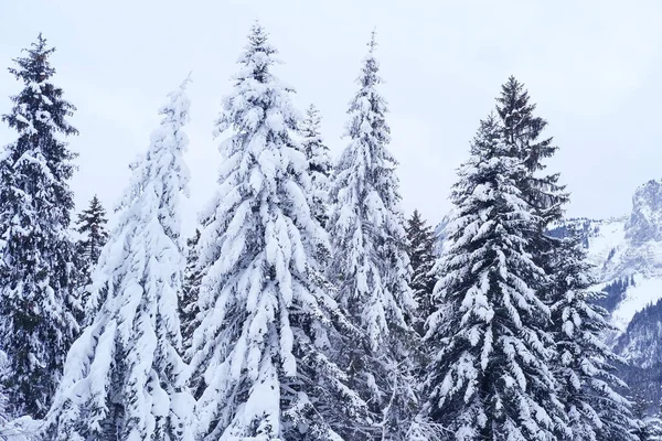 美丽的冬季风景 白雪覆盖的蓬松的冷杉 高山上的雪花 山巅的全景 雪地上的瑞士阿尔卑斯山 漫步在冬季的白森林里 — 图库照片