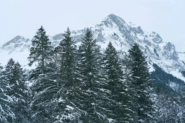 Bela Paisagem Inverno Abetos Fofos Cobertos Neve Queda Neve Nas — Fotografia de Stock